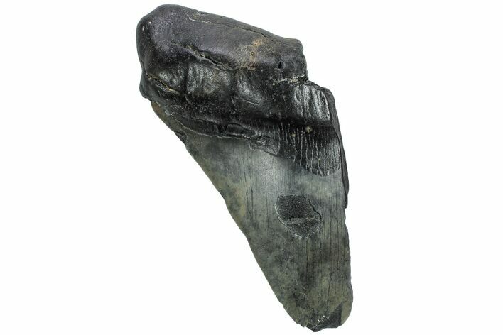 Partial Megalodon Tooth - South Carolina #226536